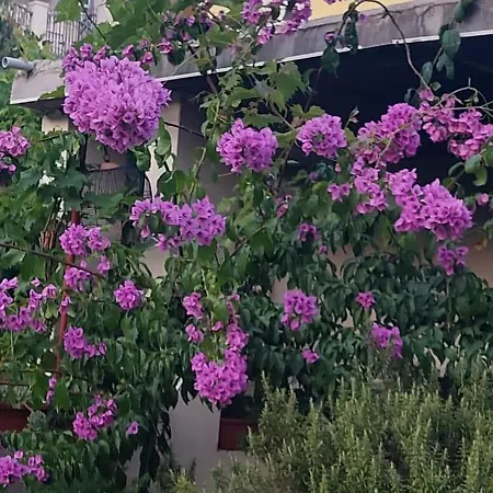 Ticinovic 아파트 오미스